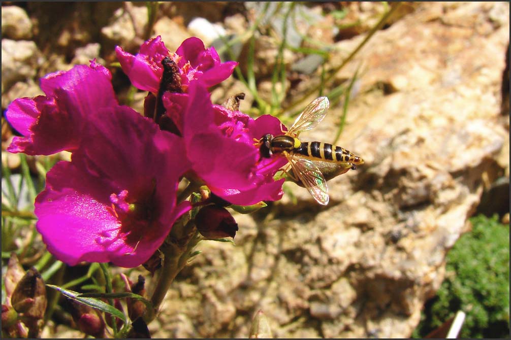 Calandrinia umbelata květ