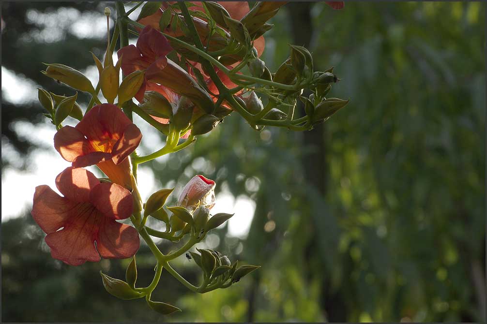 Campsis radicans