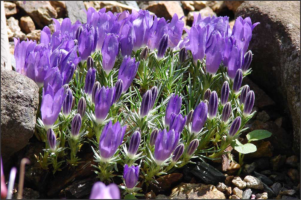 Edraianthus owerianus