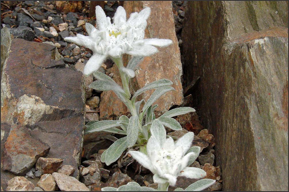 Leontopodium alpine 