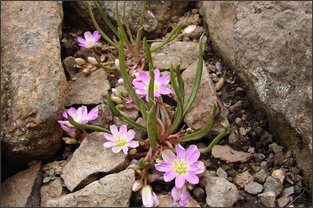 Lewisia stebbinsii  