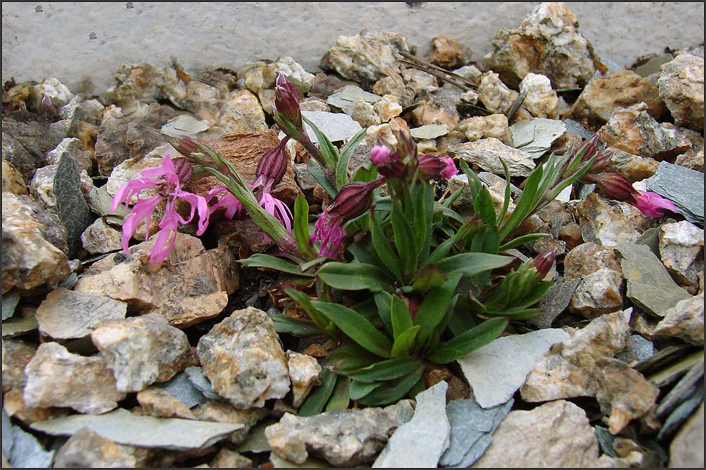 lychnis flos cuculi dwarf