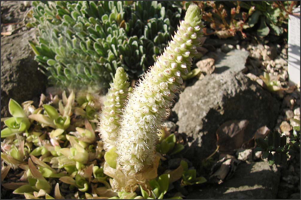 Orostachys agitatus det. květu 