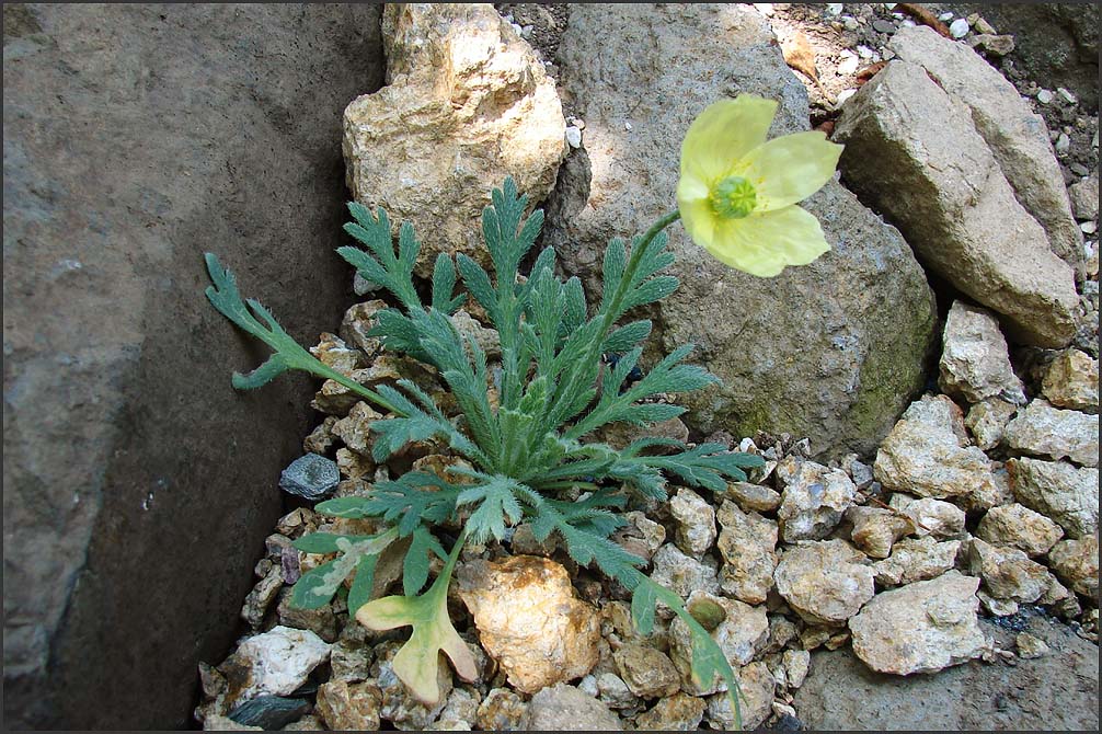 Papaver alpinum