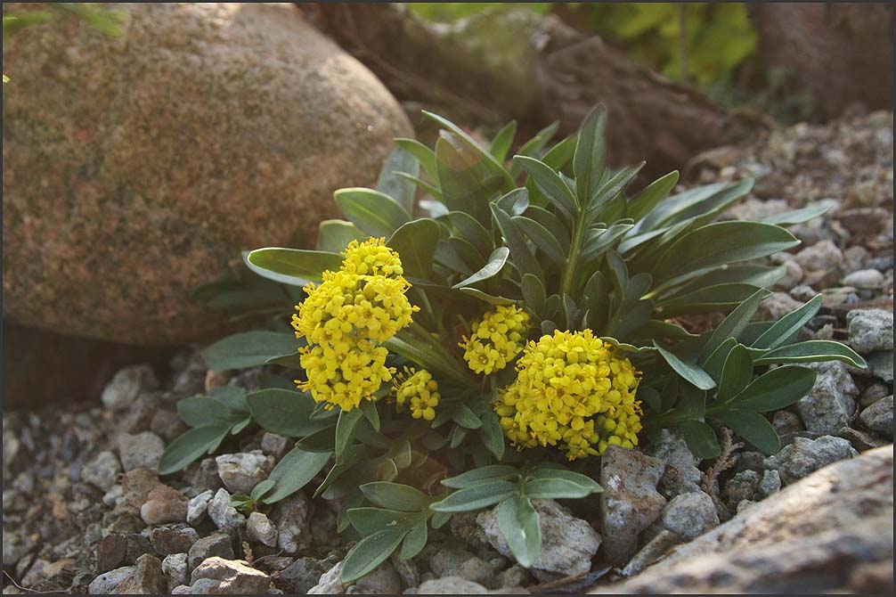 Patrinia sibirika 