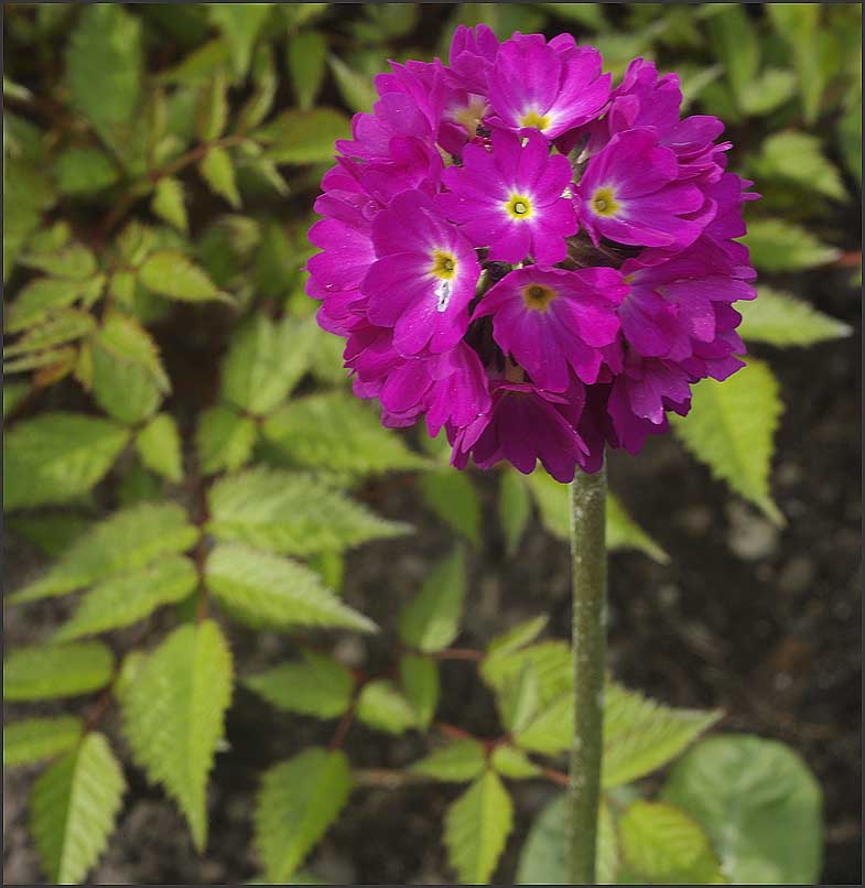 Primula denticulata 