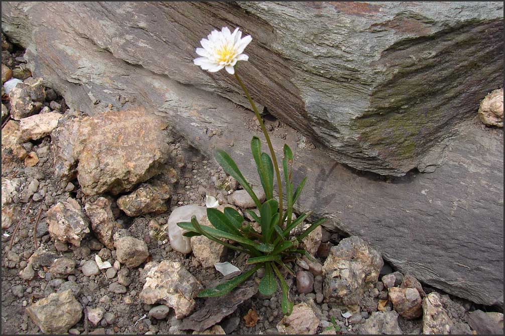 Taraxacum pamiricum