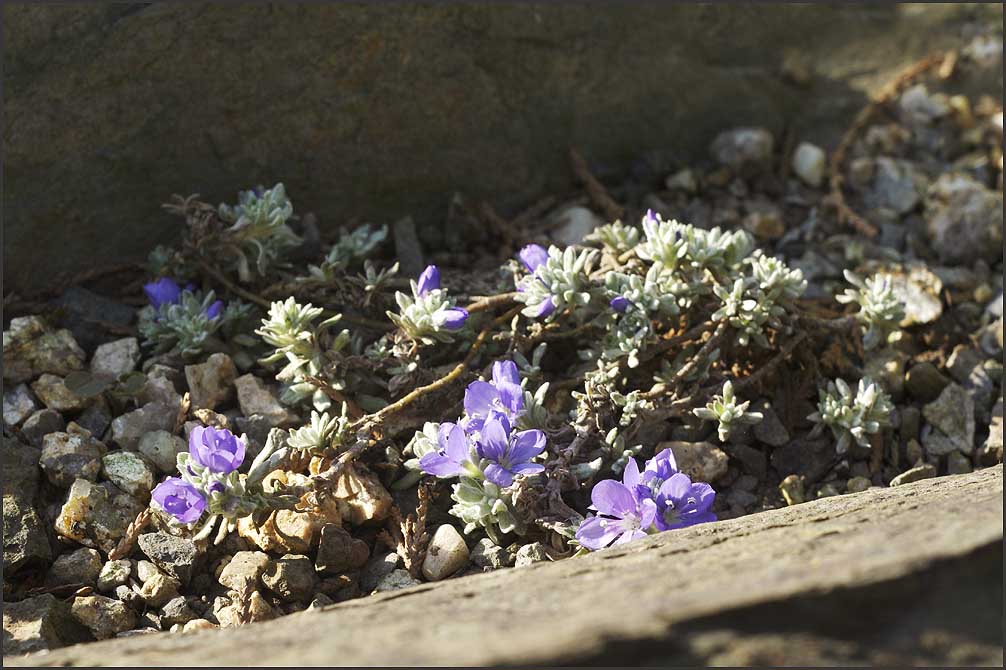 Veronica bombicina I.