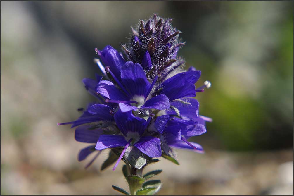 Veronica saturoides II.