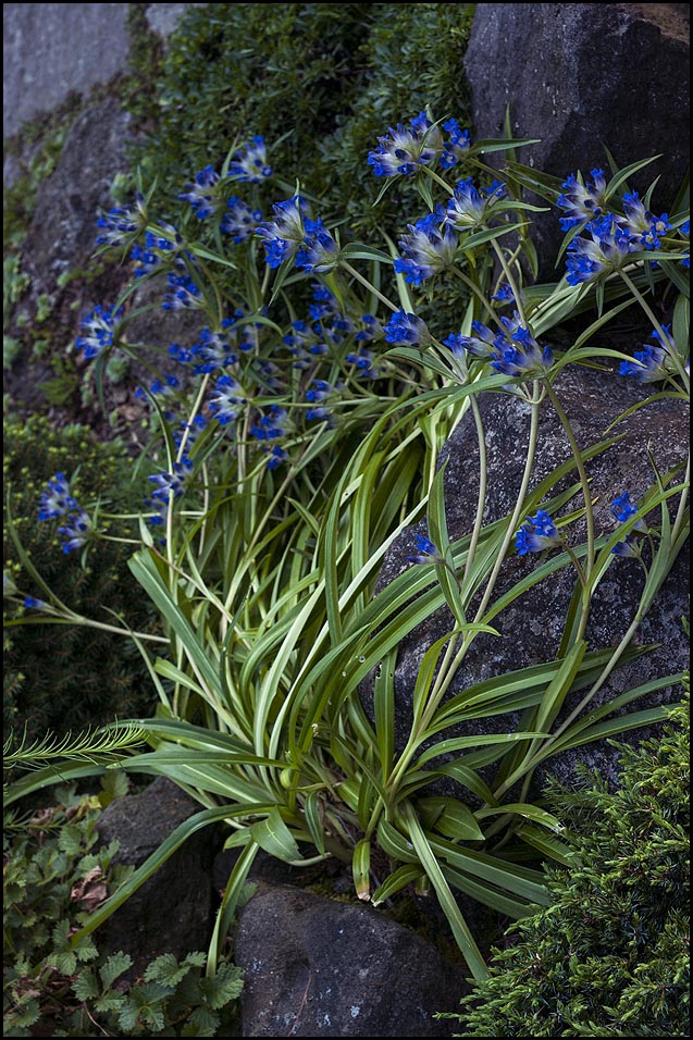 gentiana dahurica 2