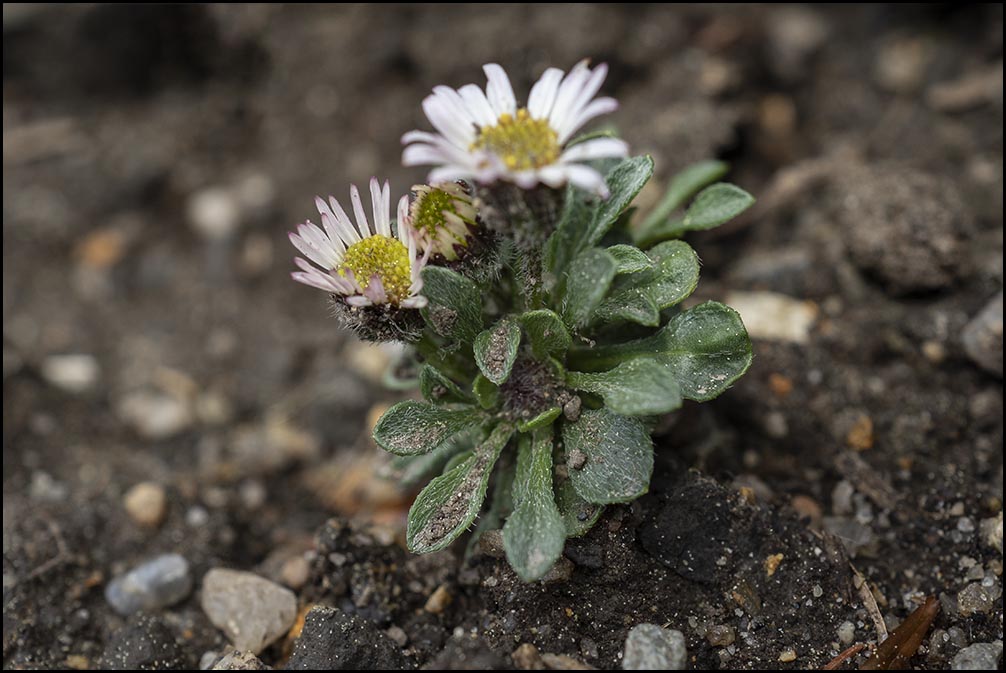 Erigeron unicialis 