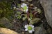 Callianthemum anemnoides
