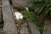 Dianthus alpinus 'albus'
