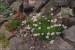 Dianthus deltoides ,Artic fire. 