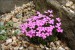 Dianthus microlepis, Danici ,