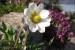 Dryas octopetala  - det. květu 