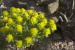 Euphorbia polychroma