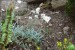 Helichrysum montelinasanum