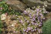 Chaenorhinum origanifolium I.
