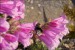 Penstemon , Six Hils ,det. květu