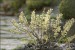 Salix subopposita - kvetoucí 