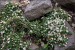 Cotoneaster buxifolia I.