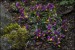 Polygala chamaebuxus , Grandiflora,